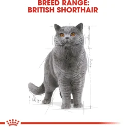 Royal Canin Kissan Märkäruoka*British Shorthair 85g, 48-pack