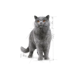 Royal Canin Kissan Märkäruoka*British Shorthair 85g, 48-pack