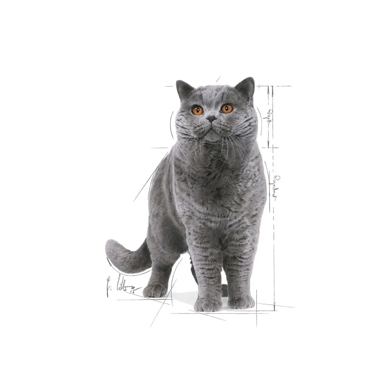 Royal Canin Kissan Märkäruoka*British Shorthair 85g, 48-pack