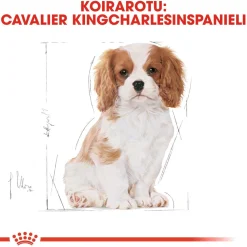 Royal Canin Penturuoka|Koiran Kuivaruoka*Cavalier Puppy 1,5 kg