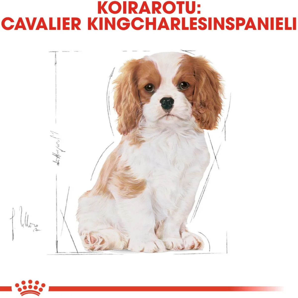 Royal Canin Penturuoka|Koiran Kuivaruoka*Cavalier Puppy 1,5 kg