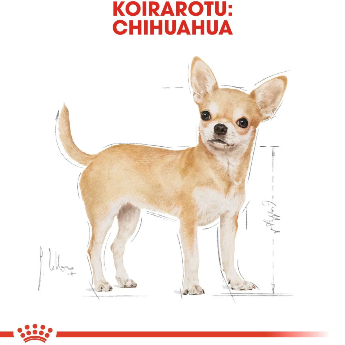 Royal Canin Koiran Kuivaruoka|Tarjoukset Koirille*Chihuahua Adult