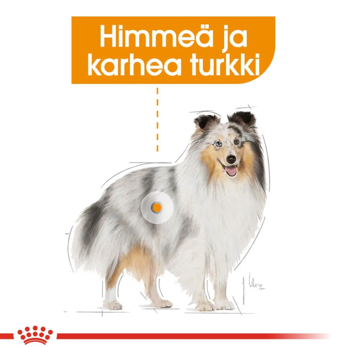 Royal Canin Koiranruoat Erityistapeisiin|Koiran Märkäruoka Ja Makkarat*Coat Care wet 12 x 85 g