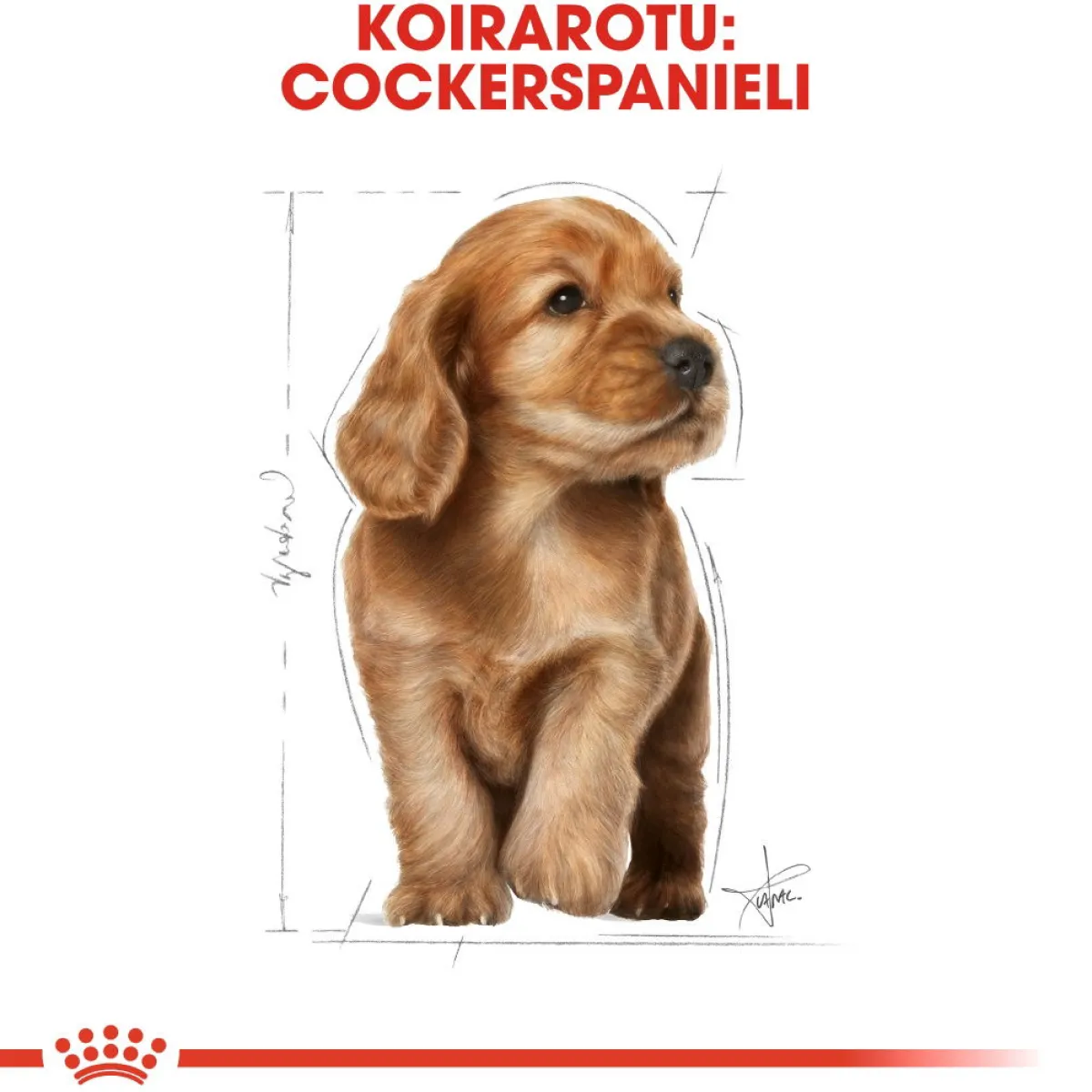 Royal Canin Penturuoka|Koiran Kuivaruoka*Cocker Puppy 3 kg