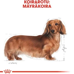 Royal Canin Tarjoukset Koirille|Koiran Märkäruoka Ja Makkarat*Dachshund Wet 12 x 85 g