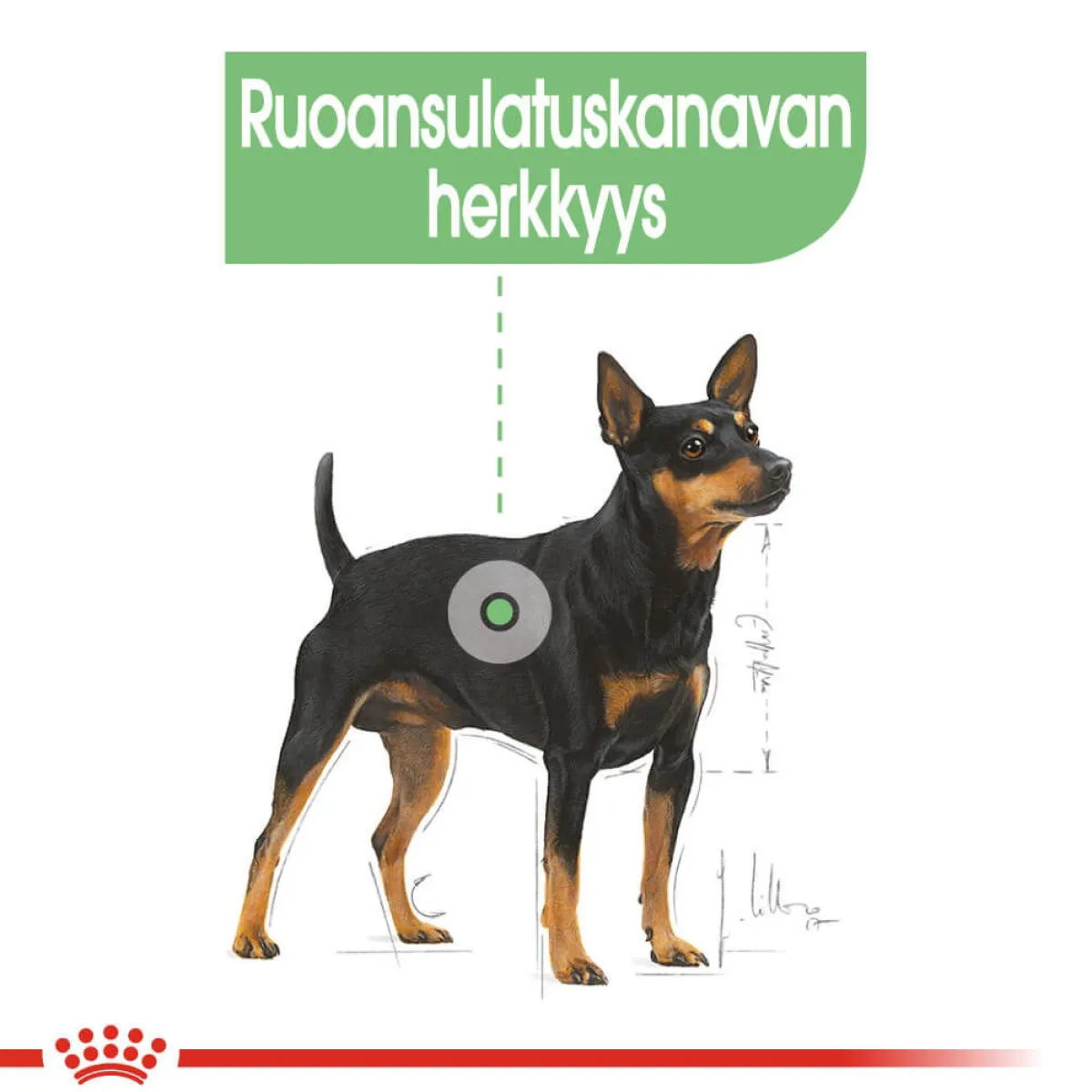 Royal Canin Koiran Märkäruoka Ja Makkarat*Digestive Care wet 12 x 85 g