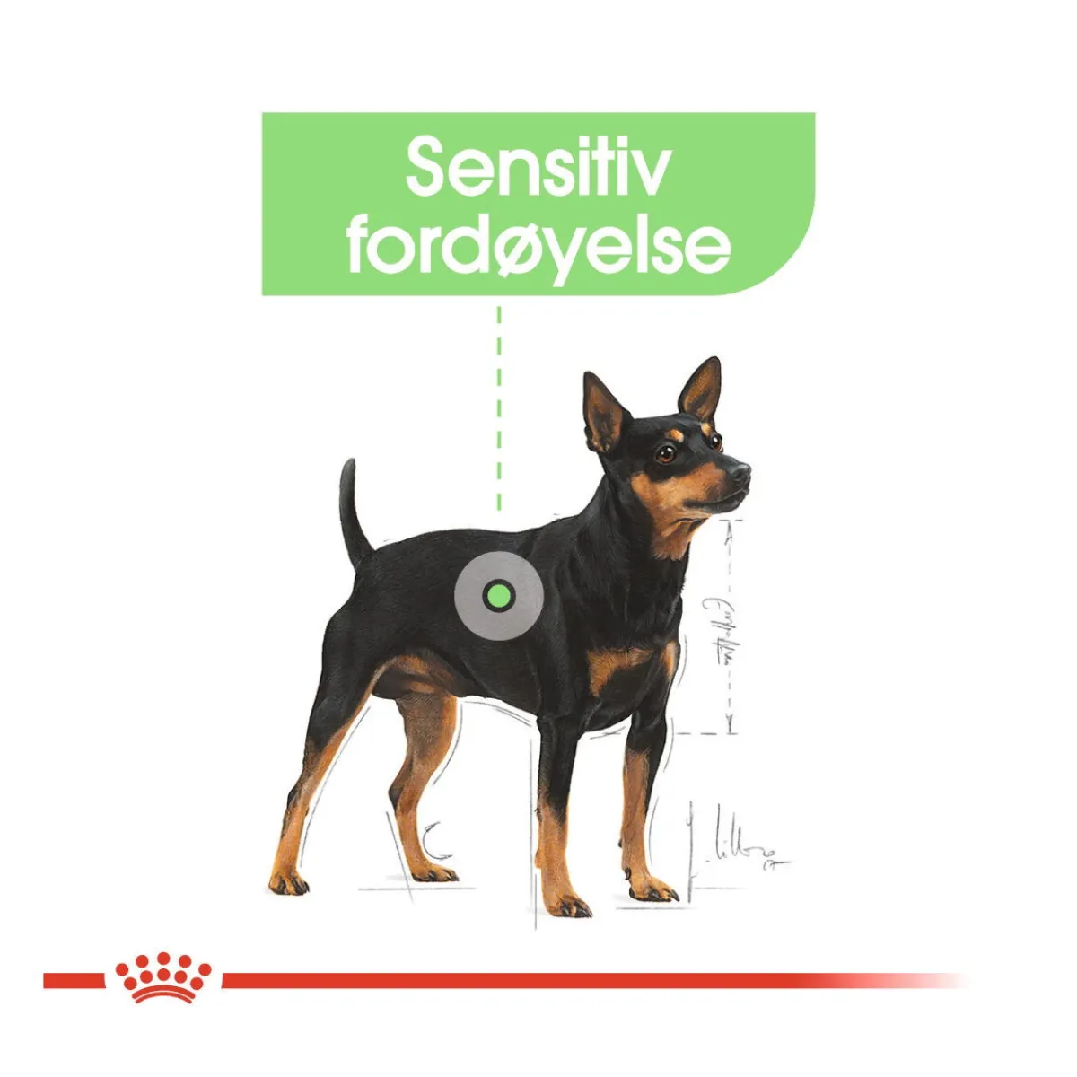 Royal Canin Koiran Märkäruoka Ja Makkarat*Digestive Care wet 48x85 g