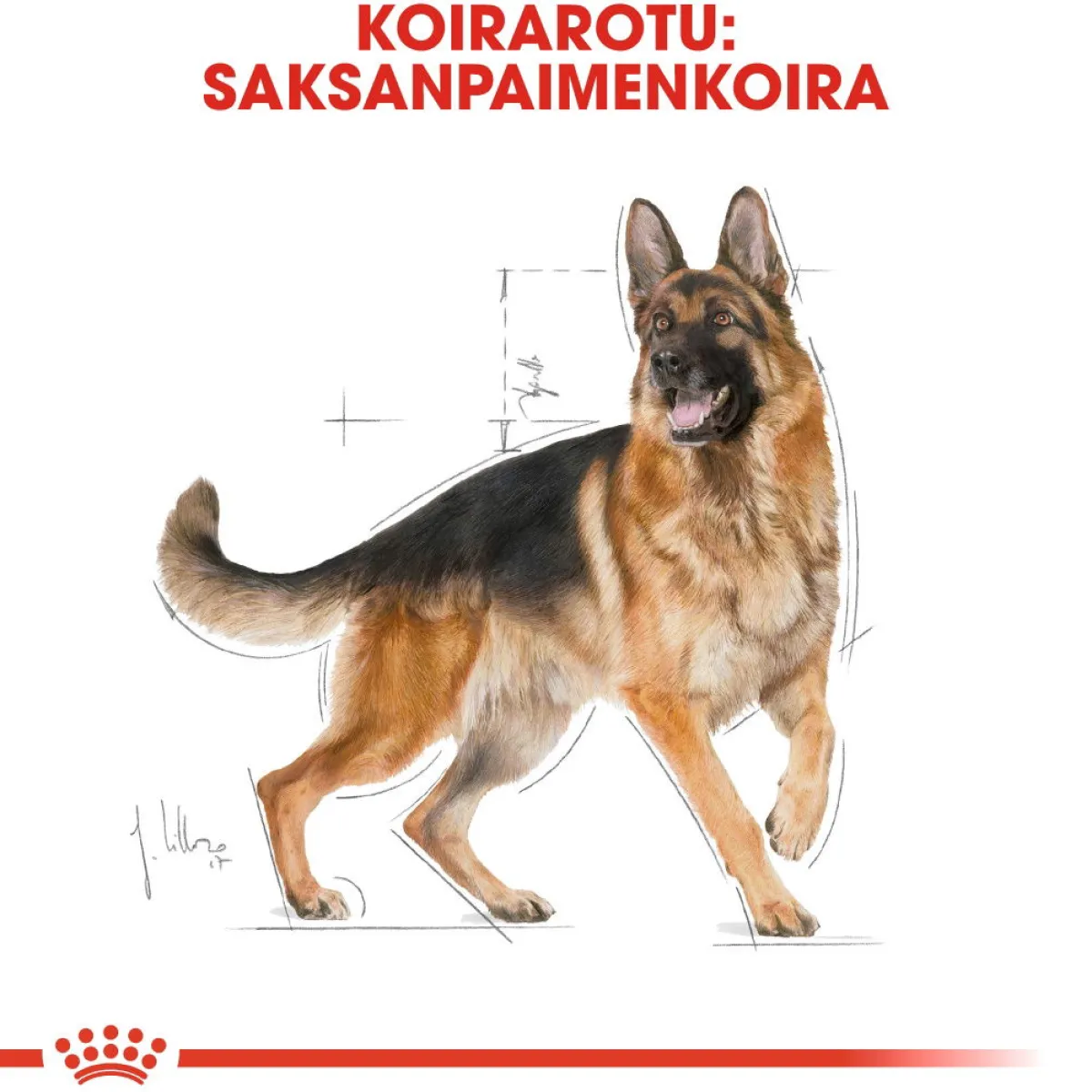 Royal Canin Koiran Kuivaruoka|Tarjoukset Koirille*German Shepherd Adult 11 kg