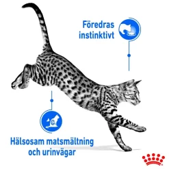 Royal Canin Kissan Märkäruoka*Indoor Gravy 85 g, 48-pack