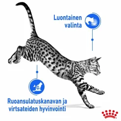 Royal Canin Kissan Märkäruoka*Indoor Gravy 85 g, 48-pack