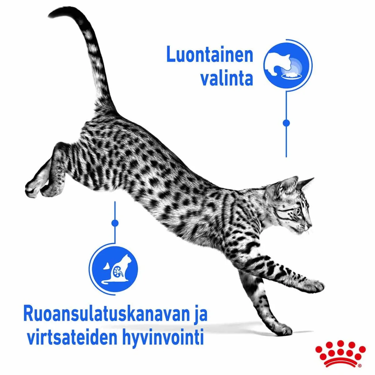 Royal Canin Kissan Märkäruoka*Indoor Gravy 85 g, 48-pack