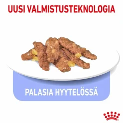 Royal Canin Kissan Märkäruoka|Kissan Erikoisruoat*Indoor Jelly 12 x 85 g