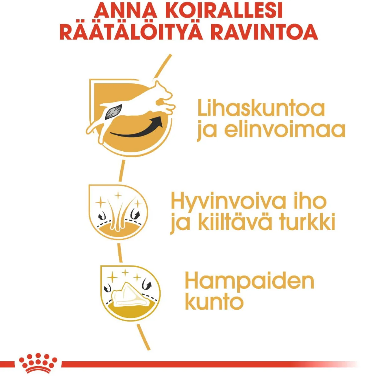 Royal Canin Koiran Kuivaruoka|Tarjoukset Koirille*Jack Russel Adult