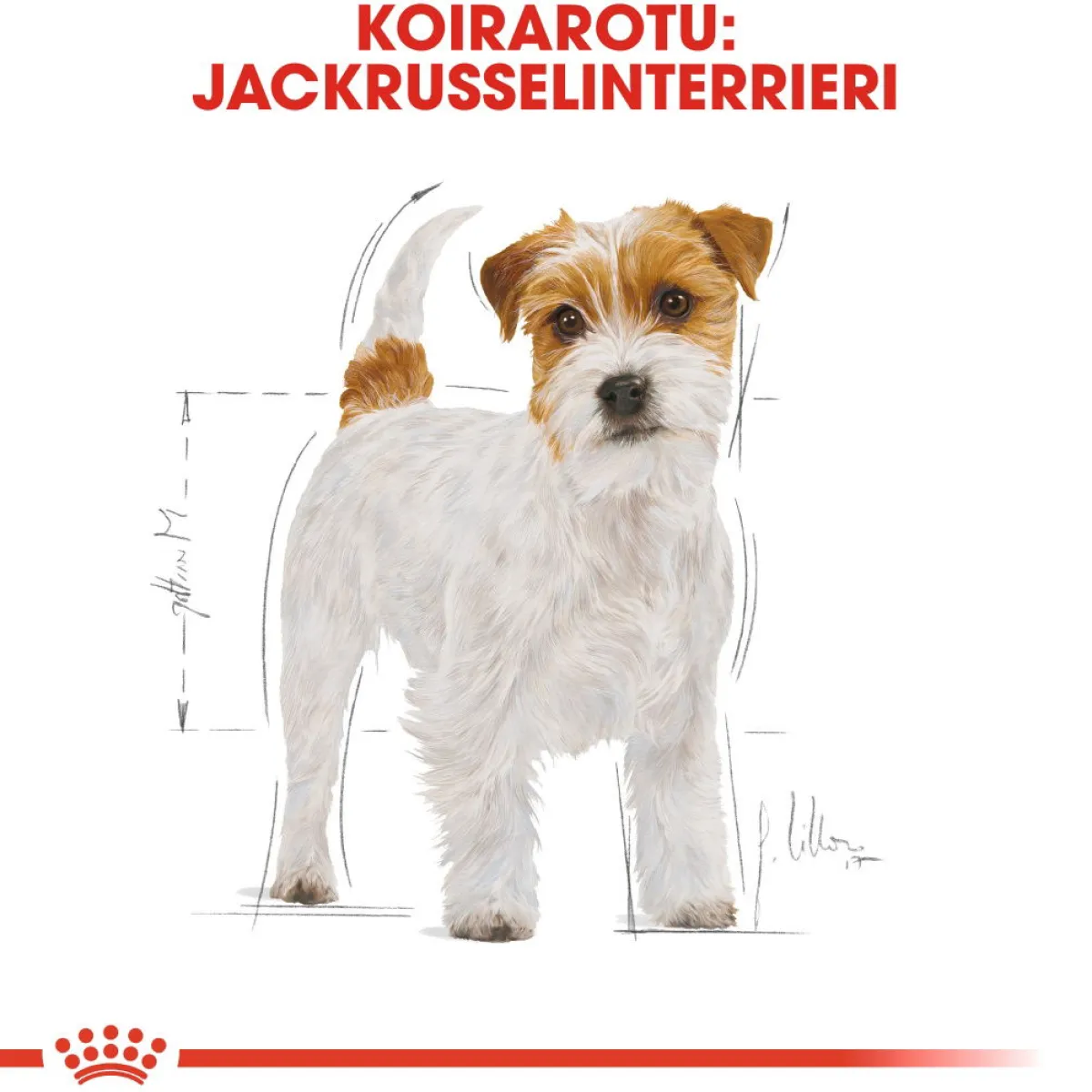Royal Canin Koiran Kuivaruoka|Tarjoukset Koirille*Jack Russel Adult