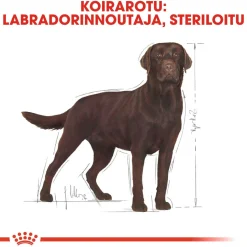 Royal Canin Koiranruoat Erityistapeisiin|Koiran Kuivaruoka*Labrador Retriever Sterilised 12 kg