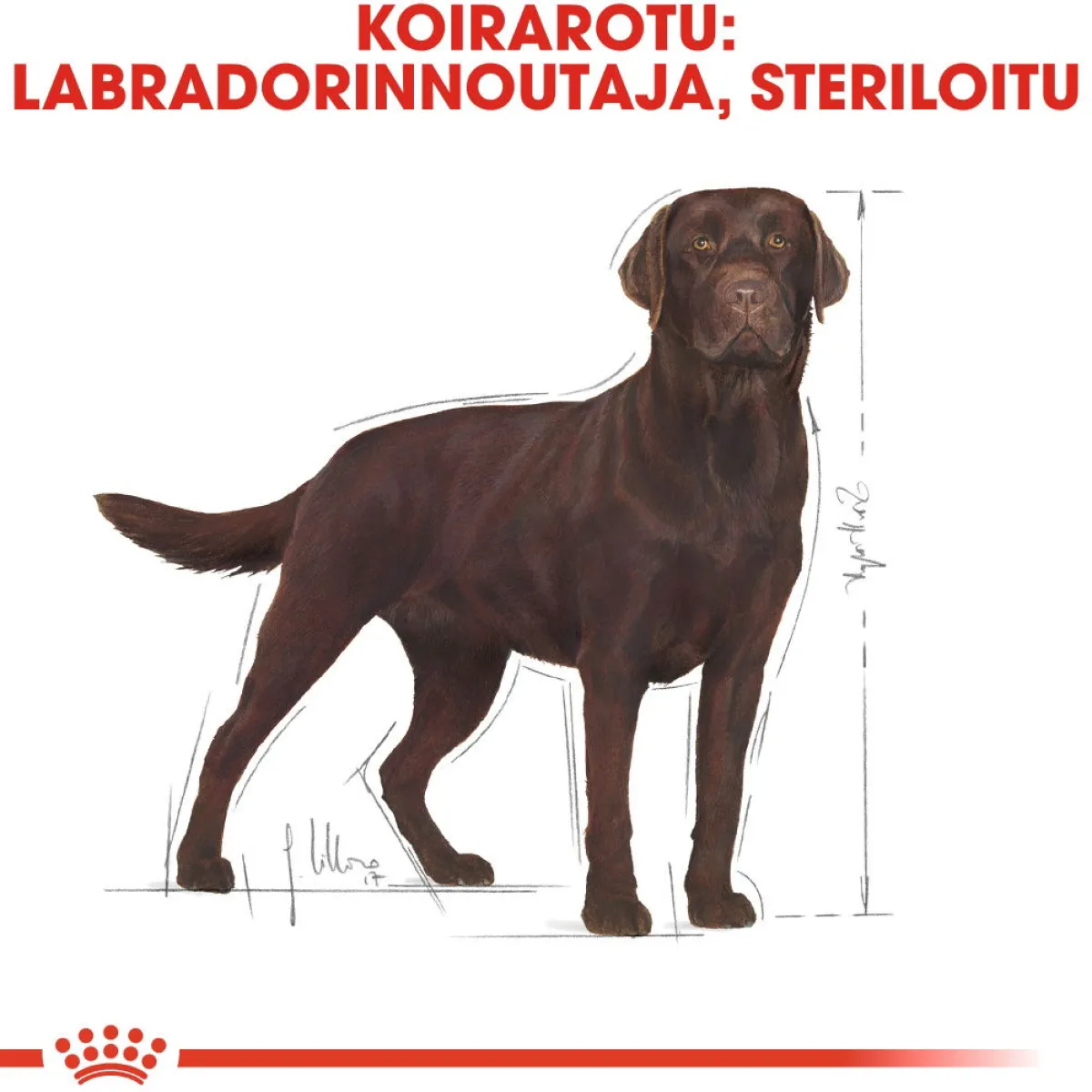 Royal Canin Koiranruoat Erityistapeisiin|Koiran Kuivaruoka*Labrador Retriever Sterilised 12 kg