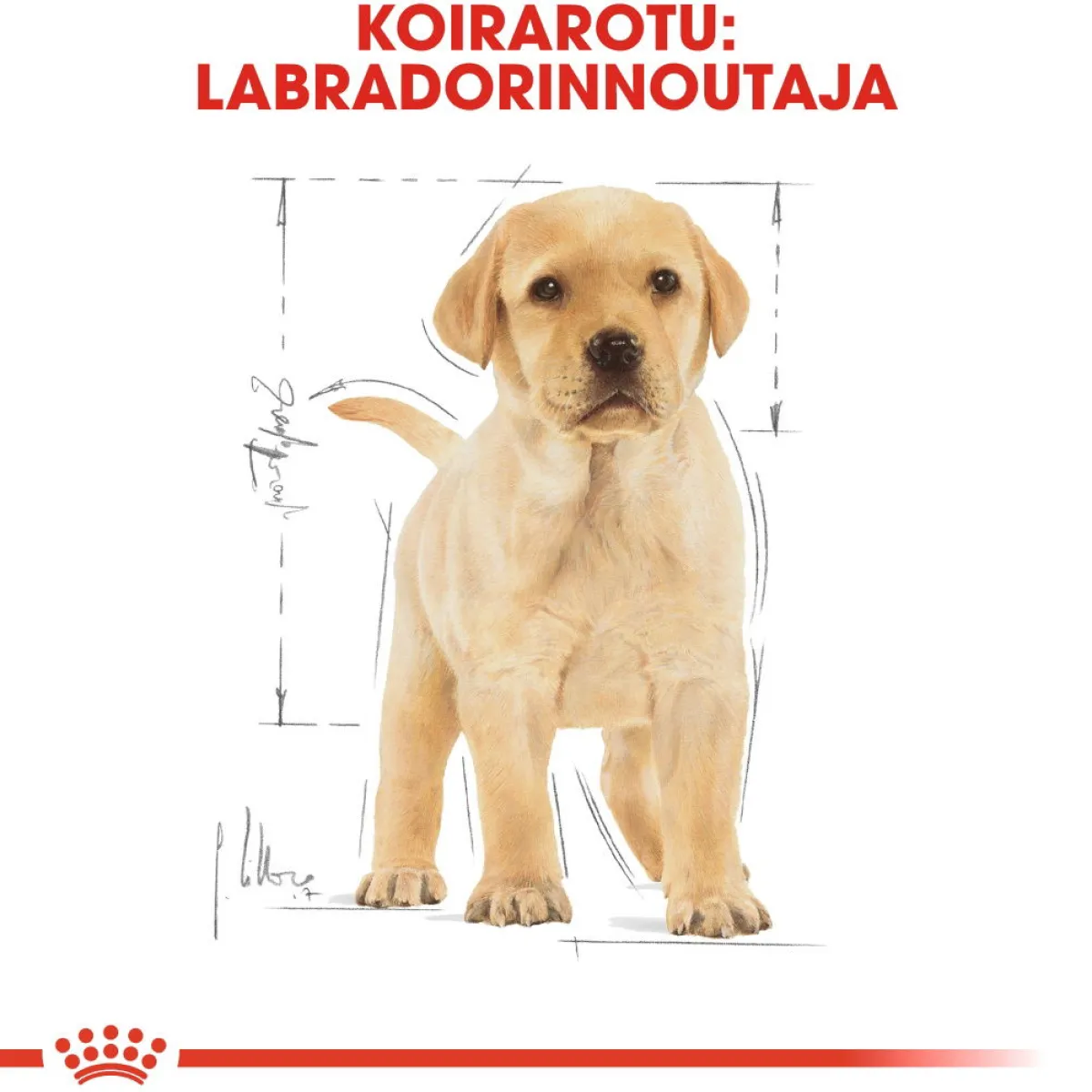 Royal Canin Penturuoka|Koiran Kuivaruoka*Labrador Retriever Puppy 12 kg