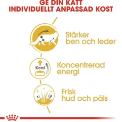 Royal Canin Kissan Märkäruoka*Maine Coon 85g, 48-pack