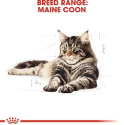 Royal Canin Kissan Märkäruoka*Maine Coon 85g, 48-pack