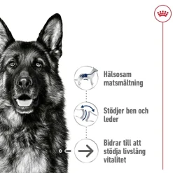 Royal Canin Koiran Kuivaruoka*Maxi Ageing 8+ 2 x 15kg