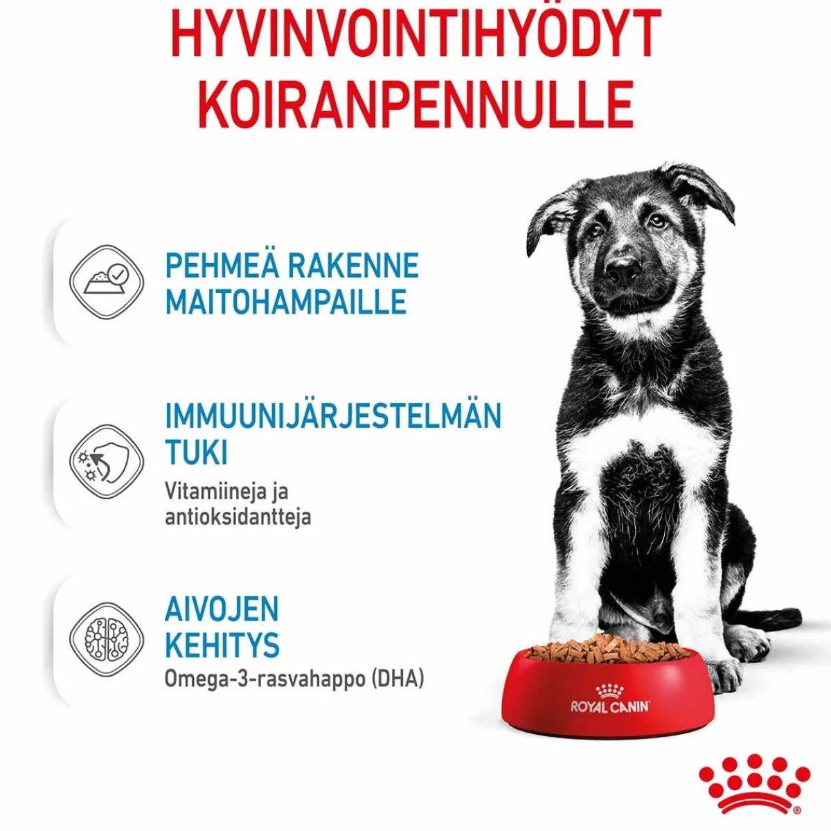 Royal Canin Penturuoka|Penturuoka*Maxi Puppy Wet 10x140g
