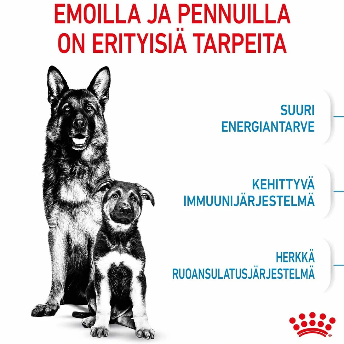 Royal Canin Penturuoka|Koiran Kuivaruoka*Maxi Starter