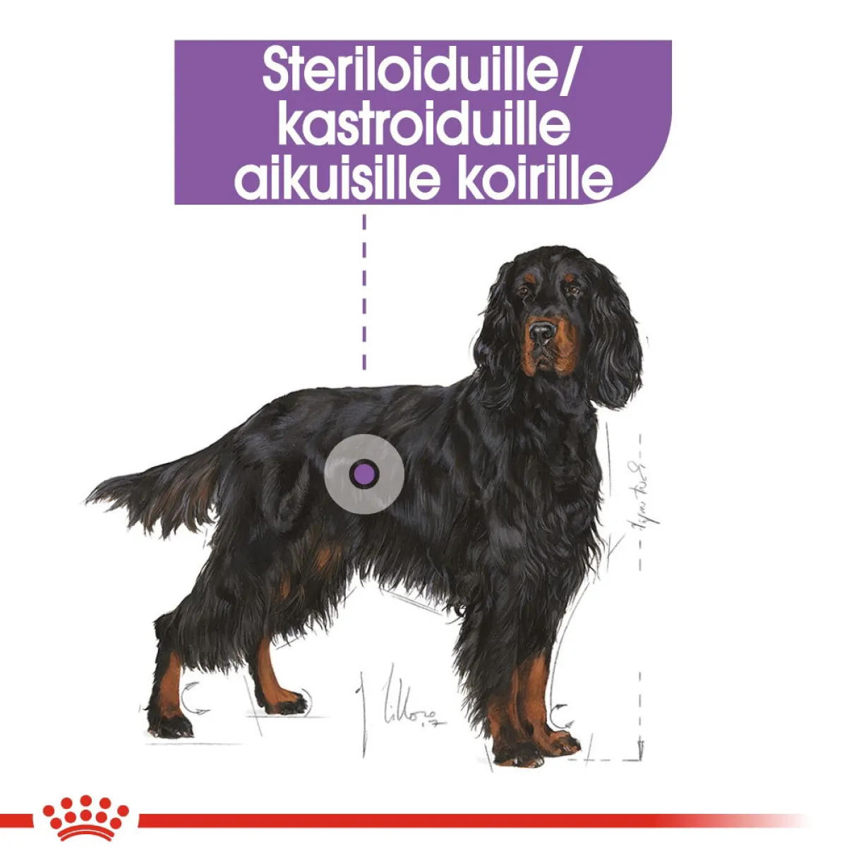 Royal Canin Koiranruoat Erityistapeisiin|Koiran Kuivaruoka*Maxi Sterilised, 12 kg