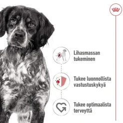 Royal Canin Koiran Märkäruoka Ja Makkarat*Medium Adult 40 x 140 g