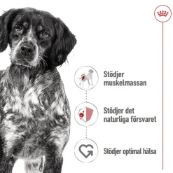 Royal Canin Koiran Märkäruoka Ja Makkarat*Medium Adult 40 x 140 g