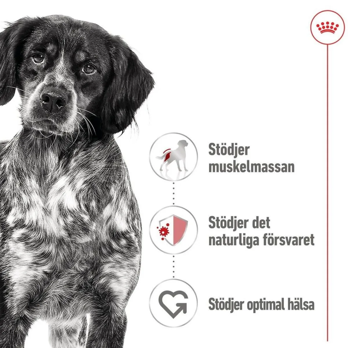 Royal Canin Koiran Märkäruoka Ja Makkarat*Medium Adult 40 x 140 g