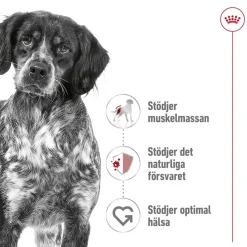 Royal Canin Koiran Kuivaruoka*Medium Adult 2 x 15 kg