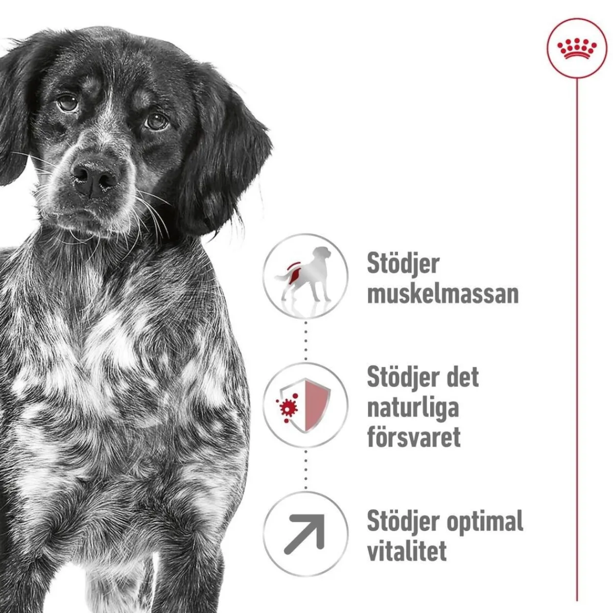 Royal Canin Koiran Kuivaruoka*Medium Adult 7+ 2 x 15kg
