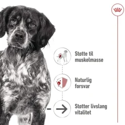 Royal Canin Koiran Märkäruoka Ja Makkarat|Senioriruoka*Medium Ageing Wet 10 x 140 g
