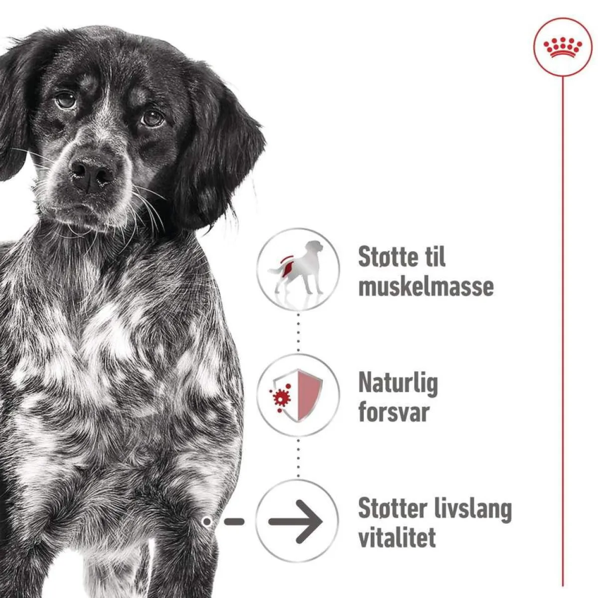 Royal Canin Koiran Märkäruoka Ja Makkarat|Senioriruoka*Medium Ageing Wet 10 x 140 g