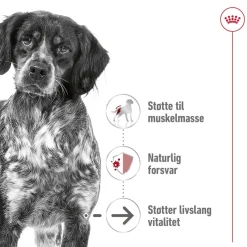 Royal Canin Koiran Kuivaruoka*Medium Ageing 10+ 2 x 15kg