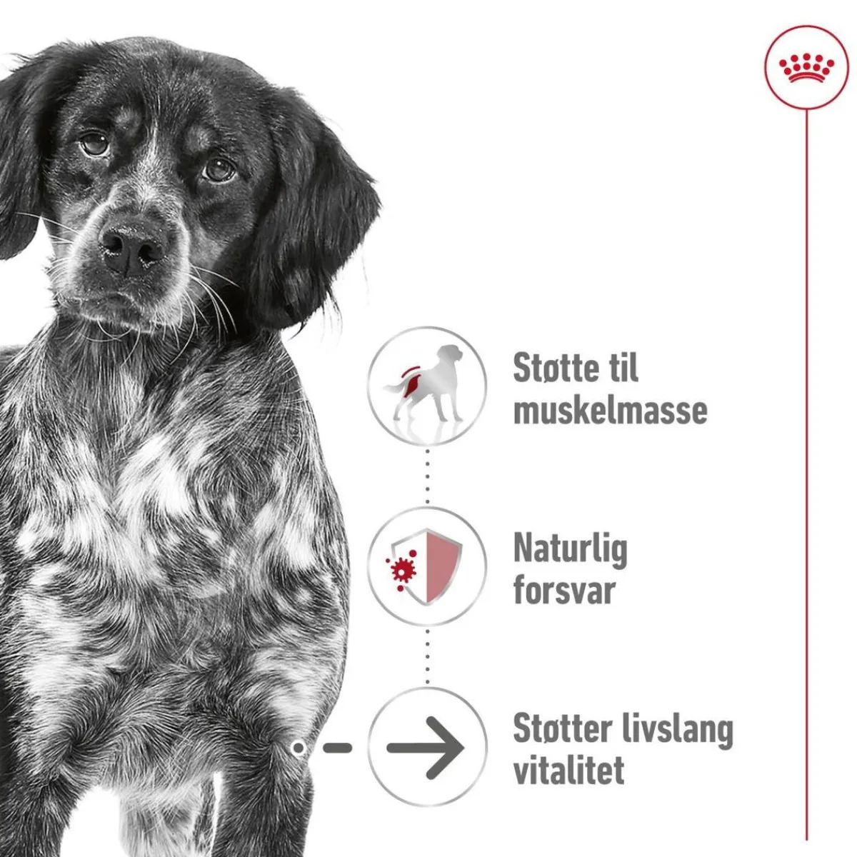 Royal Canin Koiran Kuivaruoka*Medium Ageing 10+ 2 x 15kg