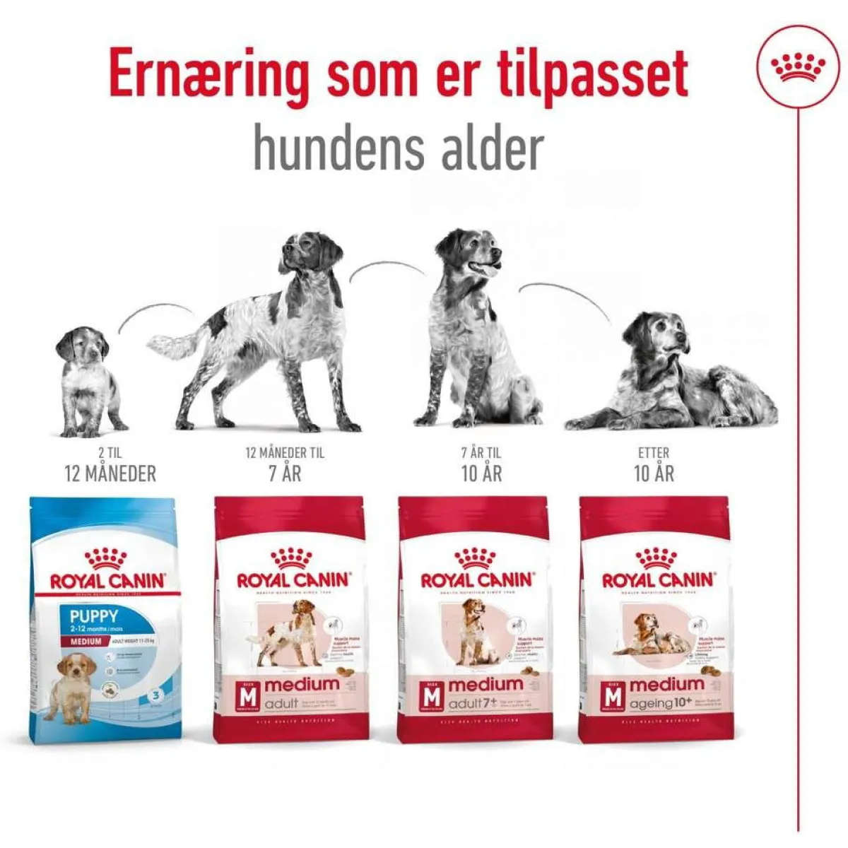 Royal Canin Koiran Kuivaruoka*Medium Ageing 10+ 2 x 15kg