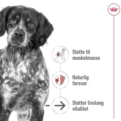 Royal Canin Koiran Kuivaruoka*Medium Ageing 10+ 2 x 15kg