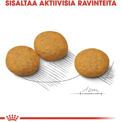 Royal Canin Koiranruoat Erityistapeisiin|Koiran Kuivaruoka*Medium Dermacomfort
