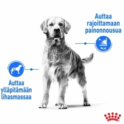 Royal Canin Koiranruoat Erityistapeisiin|Koiran Kuivaruoka*Medium Light Weight Care
