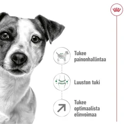Royal Canin Koiran Kuivaruoka|Senioriruoka*Mini Adult 8+