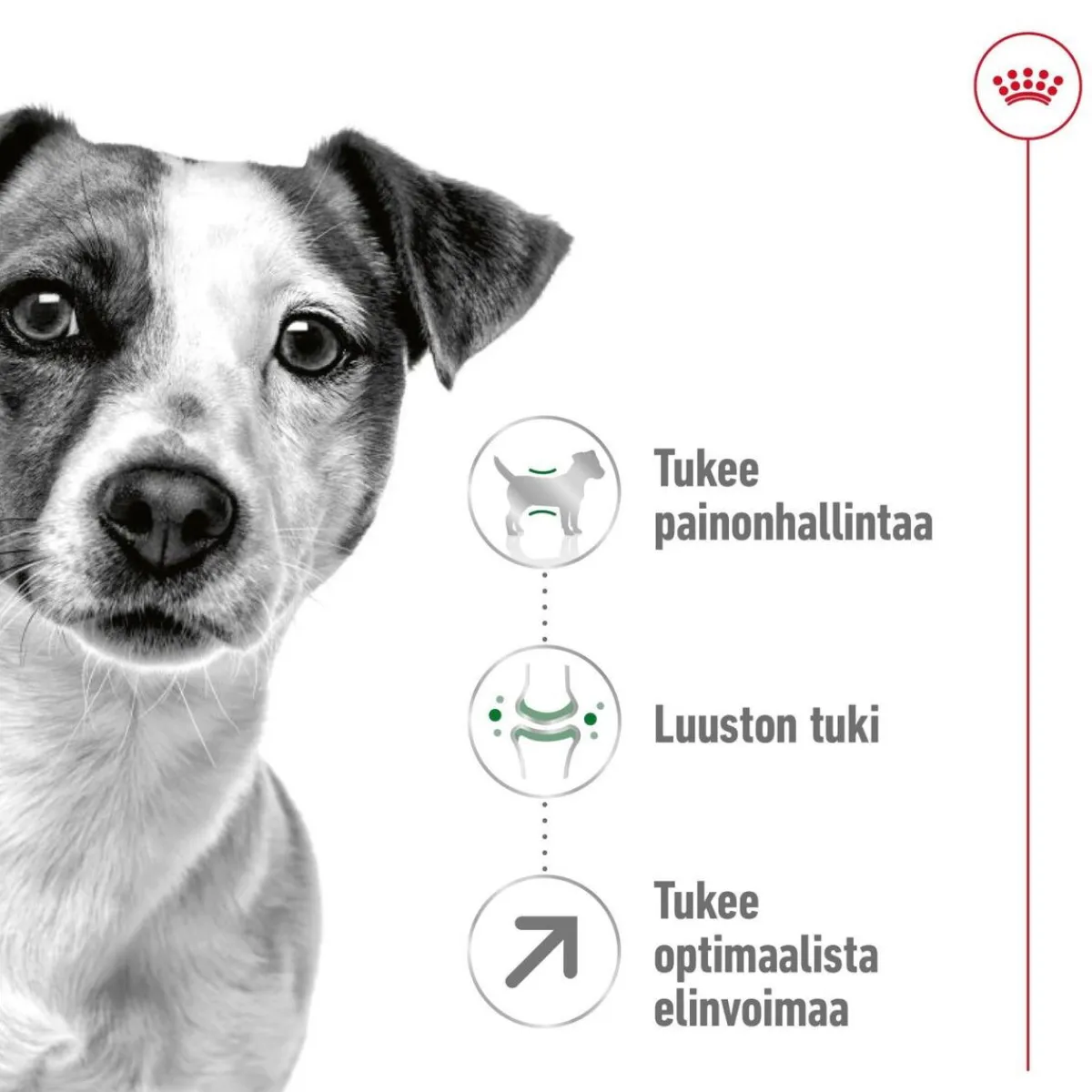 Royal Canin Koiran Kuivaruoka|Senioriruoka*Mini Adult 8+