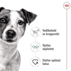 Royal Canin Koiran Märkäruoka Ja Makkarat*Mini Adult 48 x 85 g