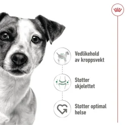 Royal Canin Koiran Märkäruoka Ja Makkarat*Mini Adult 48 x 85 g