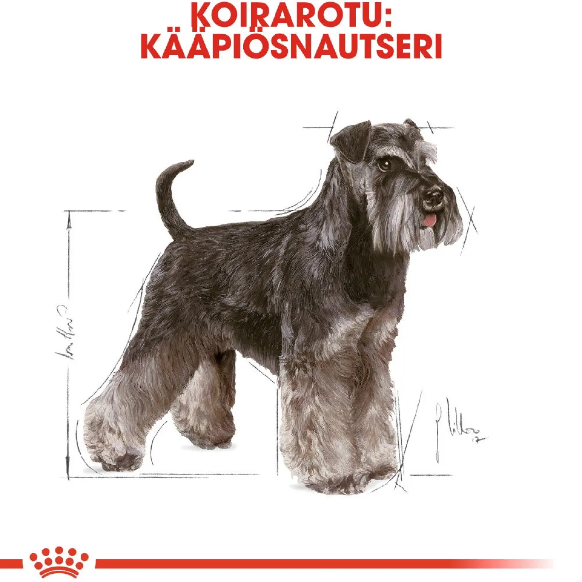 Royal Canin Koiran Kuivaruoka|Tarjoukset Koirille*Miniature Schnauzer Adult