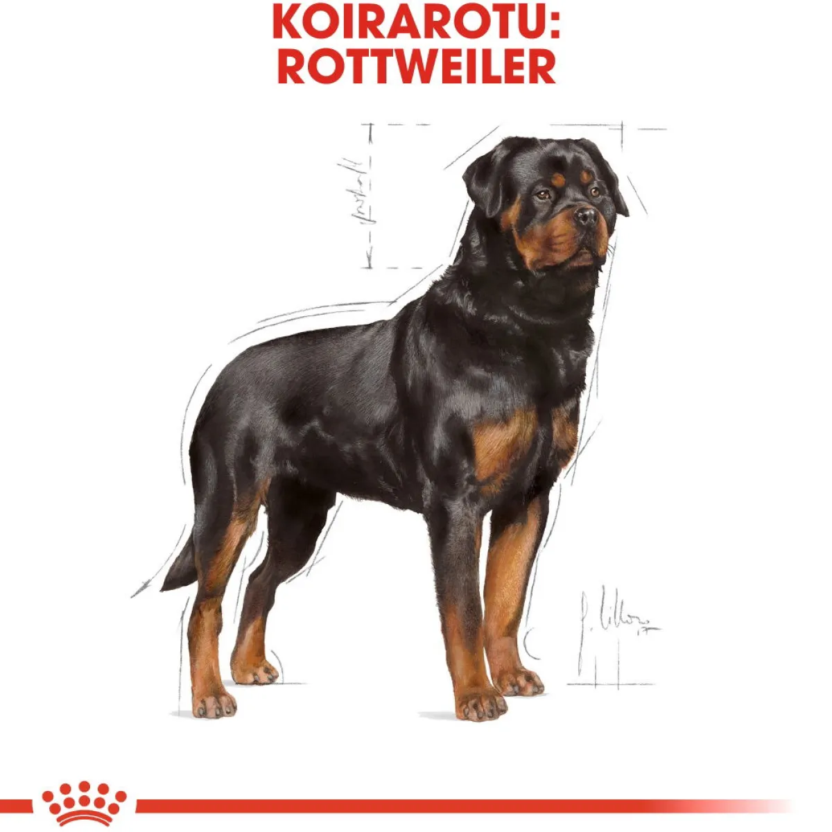 Royal Canin Koiran Kuivaruoka|Tarjoukset Koirille*Rottweiler Adult 12 kg