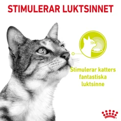 Royal Canin Kissan Märkäruoka*Sensory Smell Gravy 85g, 48-pack