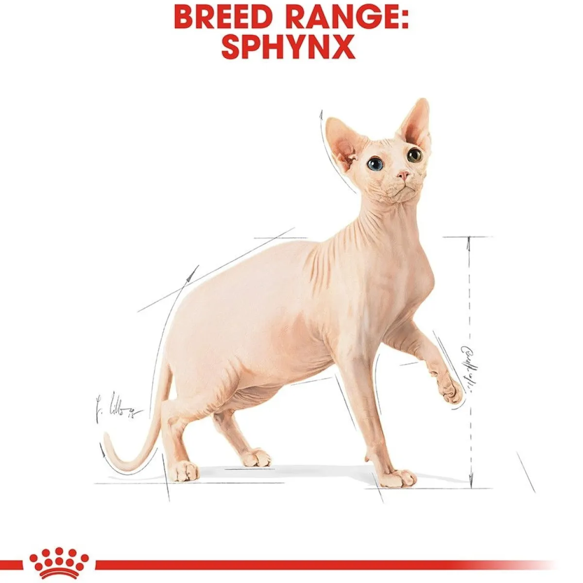 Royal Canin Tarjoukset Kissoille|Kissan Kuivaruoka*Sphynx