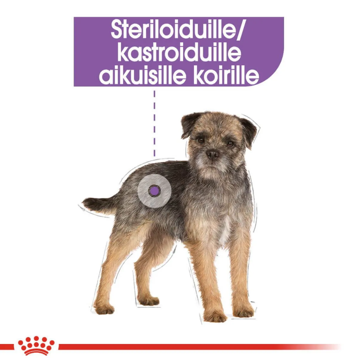 Royal Canin Koiranruoat Erityistapeisiin|Koiran Märkäruoka Ja Makkarat*Sterilised wet 12 x 85 g