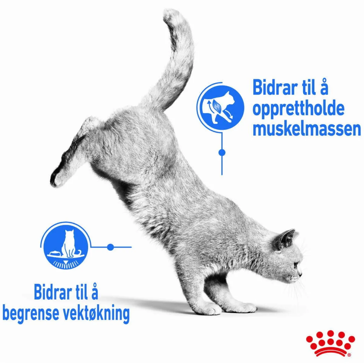 Royal Canin Kissan Märkäruoka*Ultra Light Gravy 85g, 48-pack